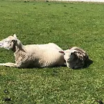 Urlaubsfeeling Am Wattnmeer- Strandmuschel Varel