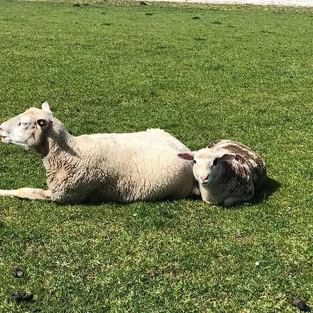Urlaubsfeeling Am Wattnmeer- Strandmuschel Varel